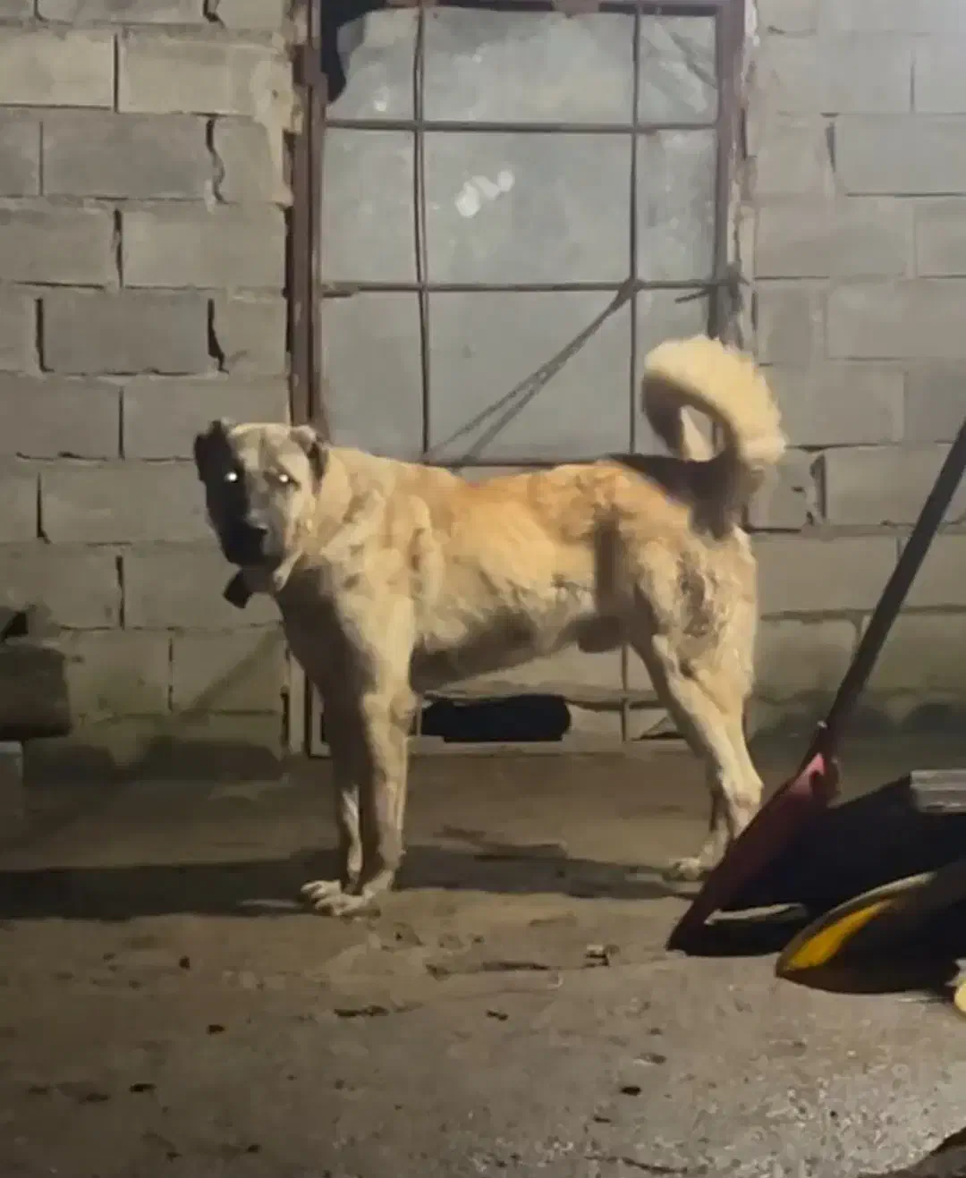 واگذاری سگ کانگال یا سرابی|سگ|تهران, دستغیب|دیوار