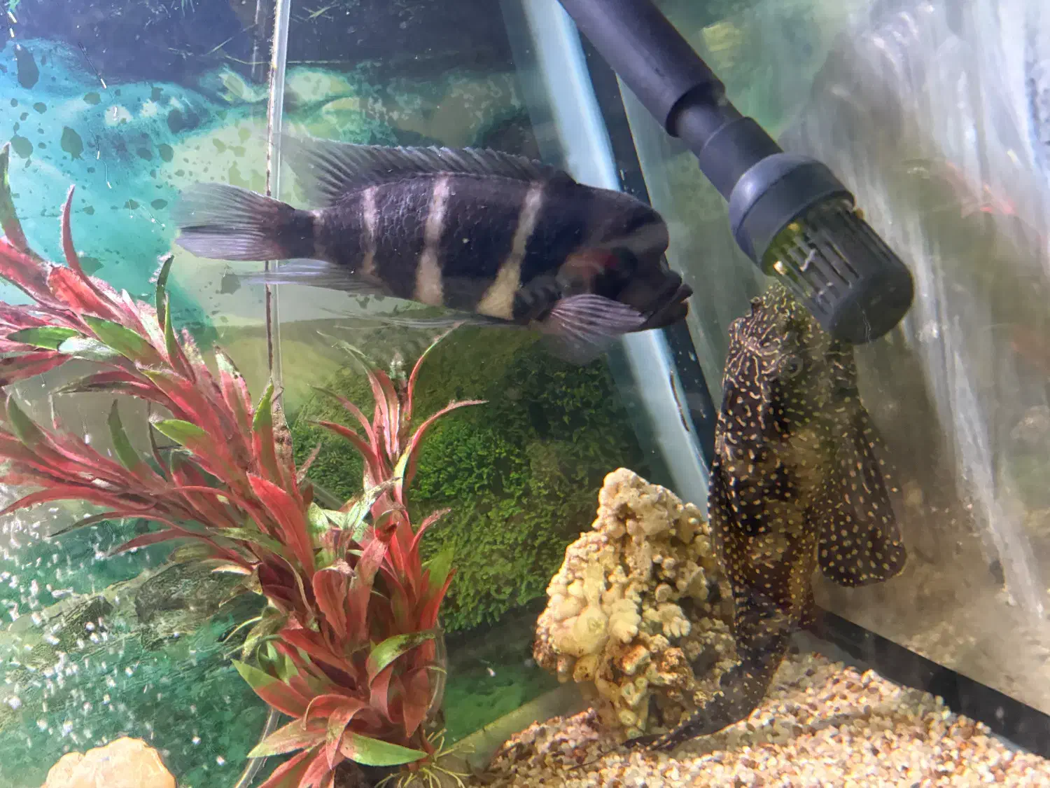 ماهی|ماهی|تهران, سید خندان (جلفا)|دیوار