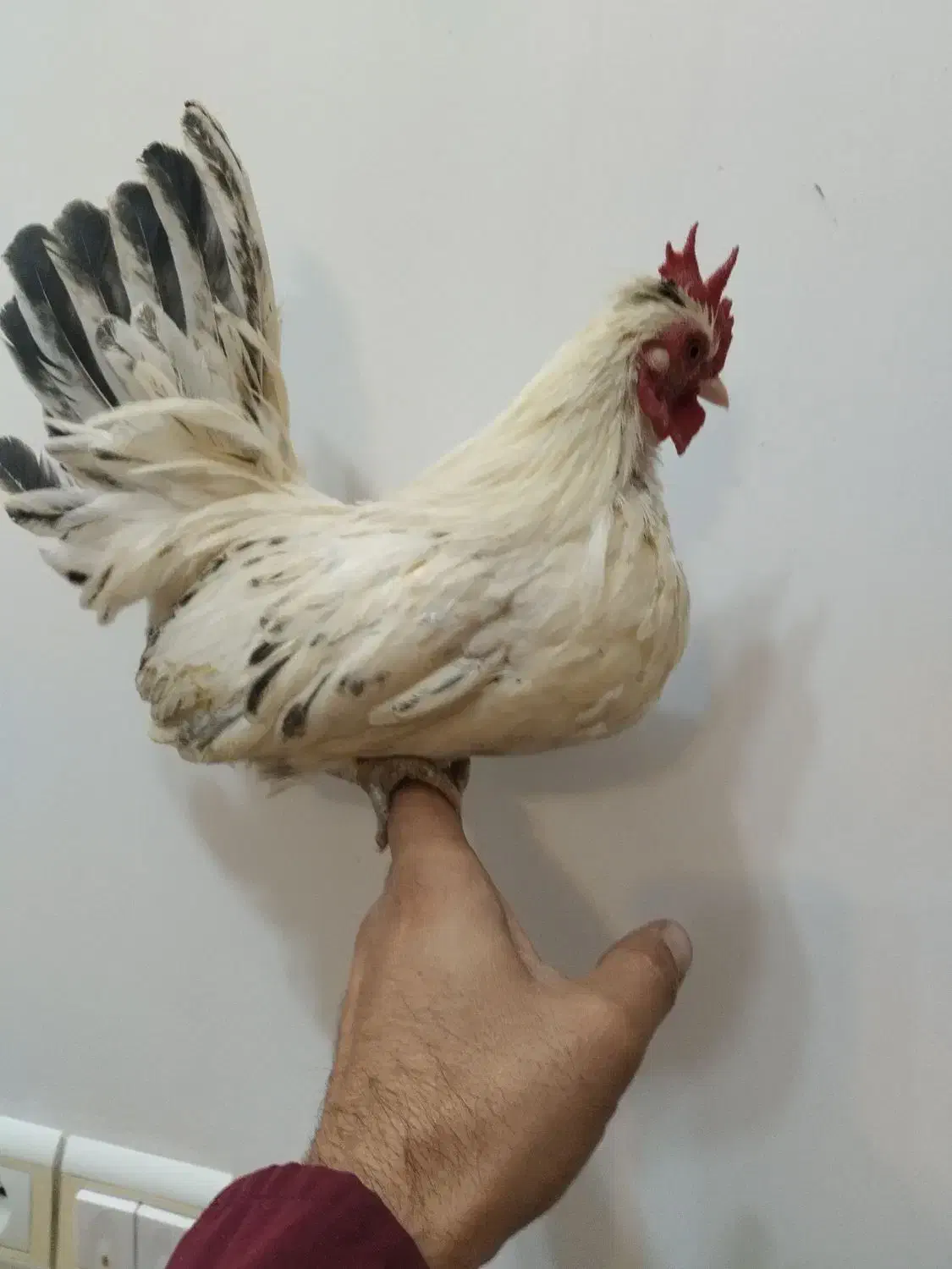 خروس مینیاتوری|حیوانات مزرعه|شهرضا, |دیوار