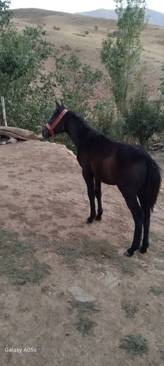 کره اسب|اسب و تجهیزات اسب‌سواری|سیلوانه, |دیوار