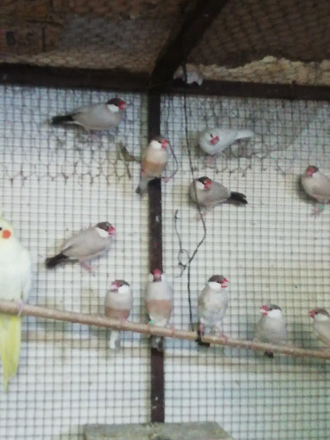 تعدادی فنچ مصری کرم رنگ|پرنده|برازجان, |دیوار