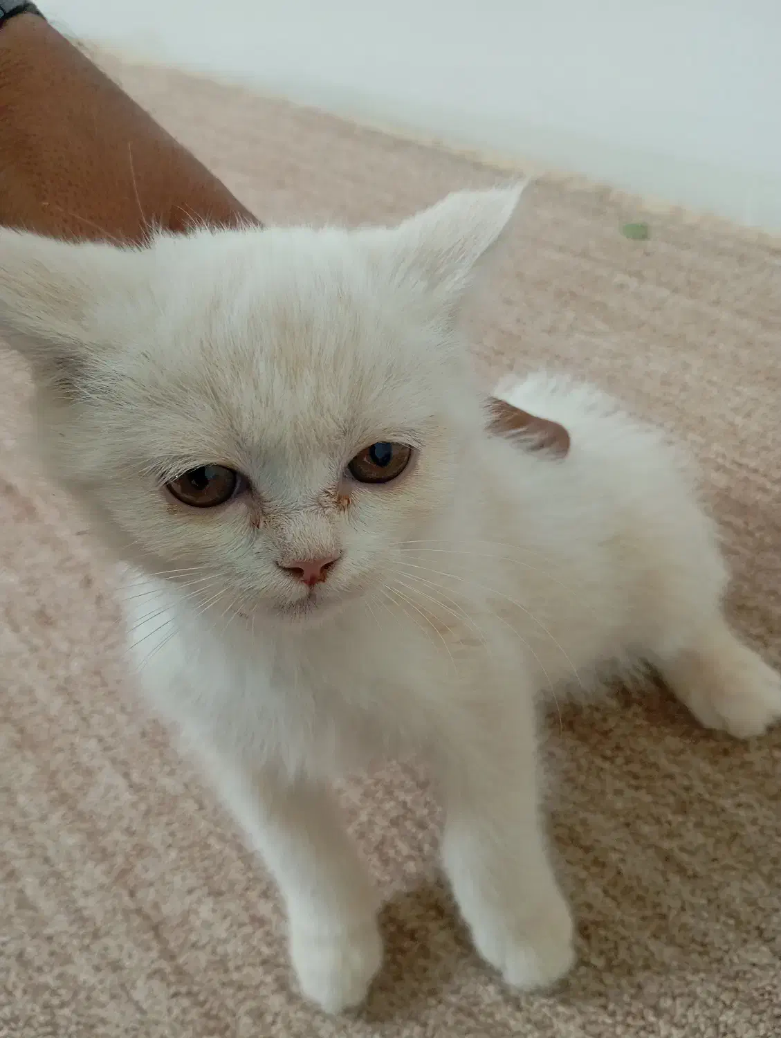 بچه گربه سفید کوچولو|گربه|یزد, |دیوار