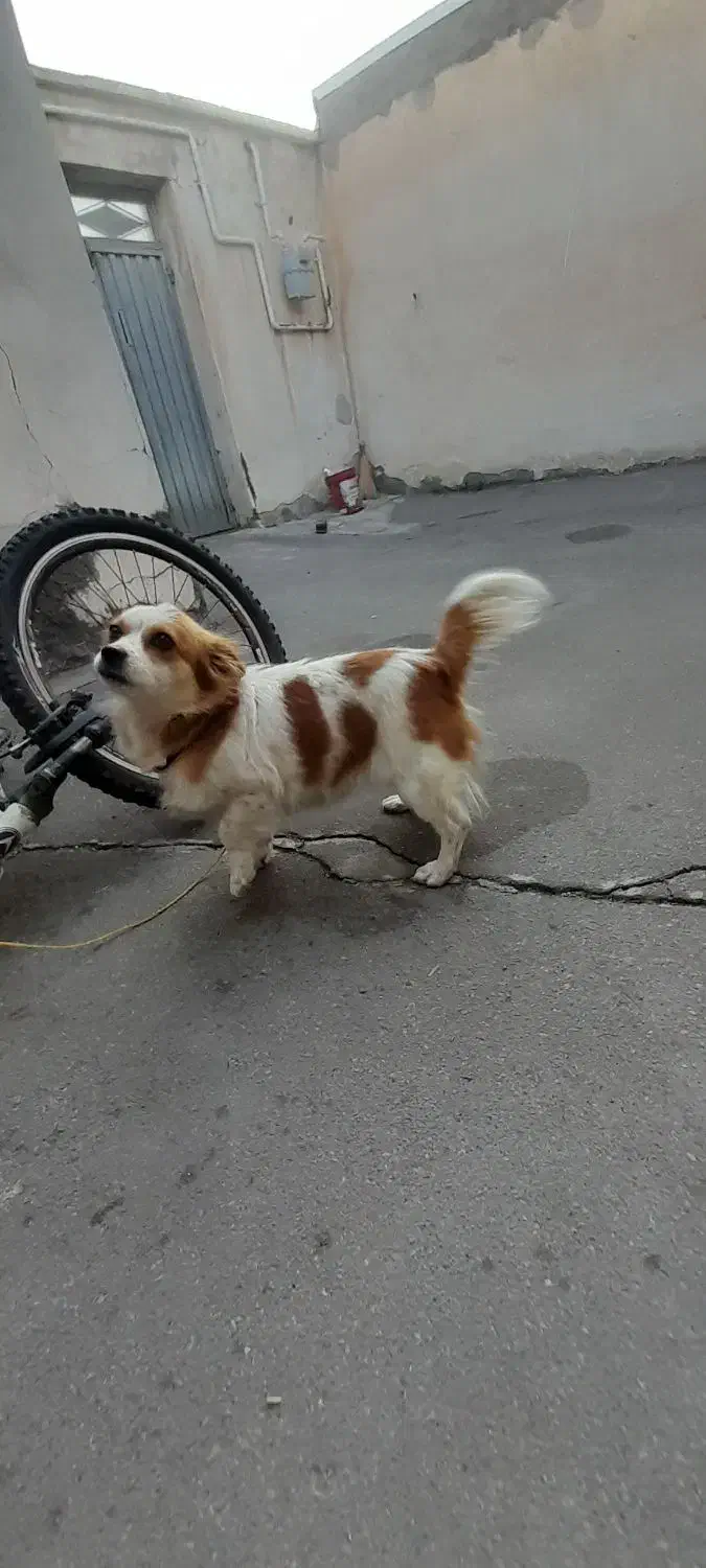 سگ پاکوتاه|سگ|بستان آباد, |دیوار