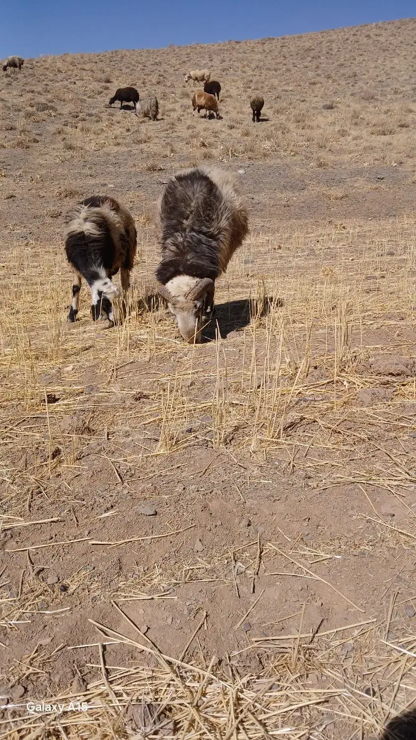 قورچ|حیوانات مزرعه|الیگودرز, |دیوار