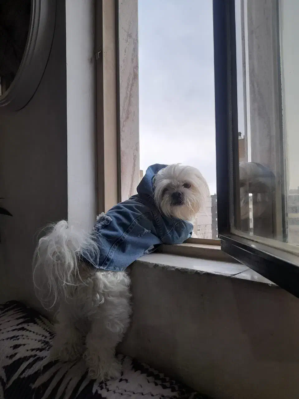 گمشده|حیوانات|شهرکرد, |دیوار