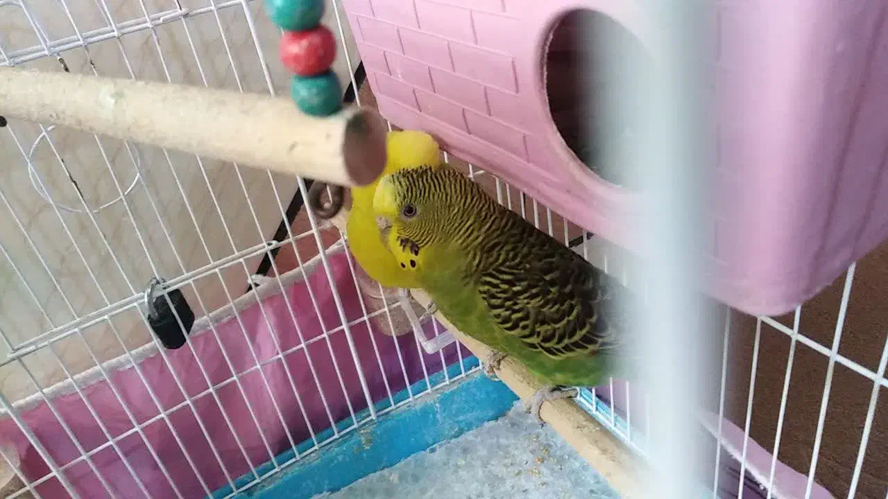 یک جفت مرغ عشق|پرنده|کازرون, |دیوار