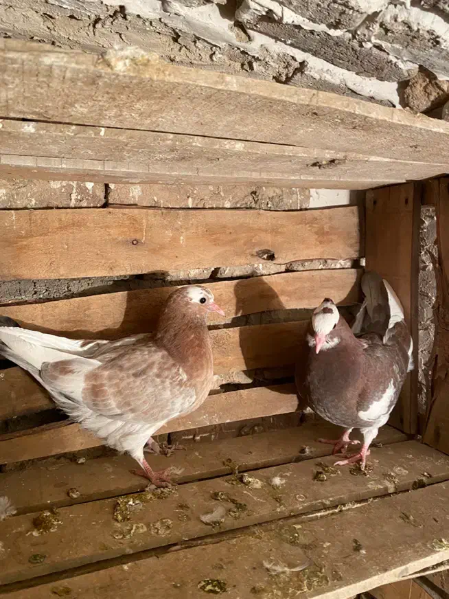 یه جفت کبوتر ابلاغ|پرنده|میاندوآب, |دیوار