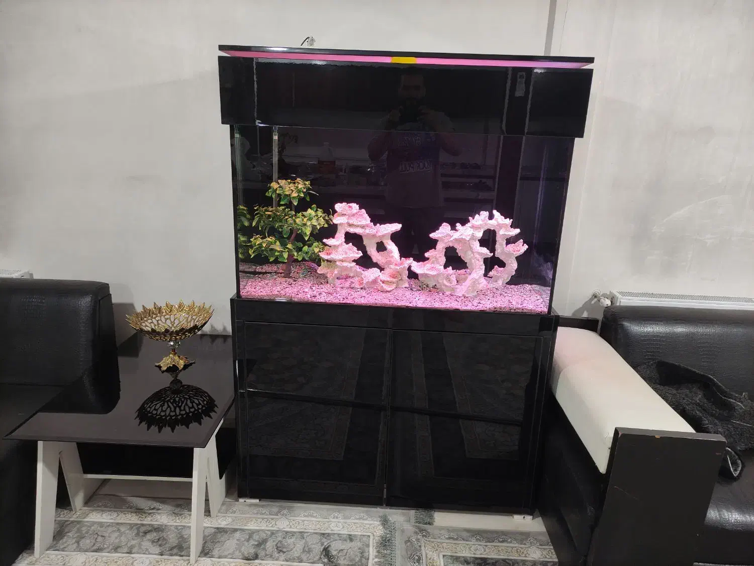آکواریوم خاص و لاکچری با ماهی های دیسکس|ماهی|چهاردانگه (تهران), |دیوار
