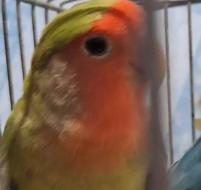 طوطی برزیلی یک جفت|پرنده|سنندج, |دیوار