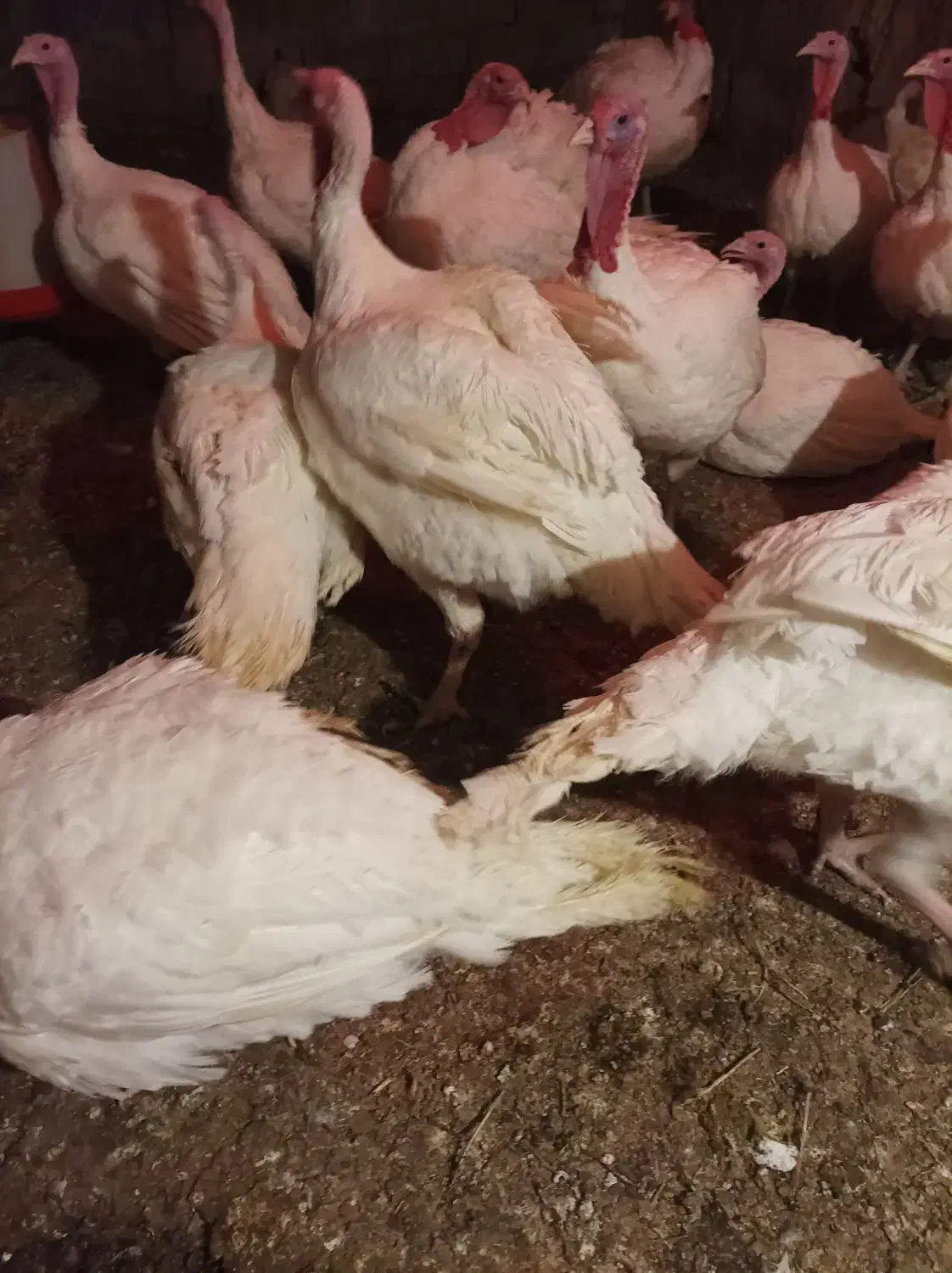 بوقلمون ۶ تا ۸ کیلو|حیوانات مزرعه|سبزوار, جهاد کشاورزی|دیوار