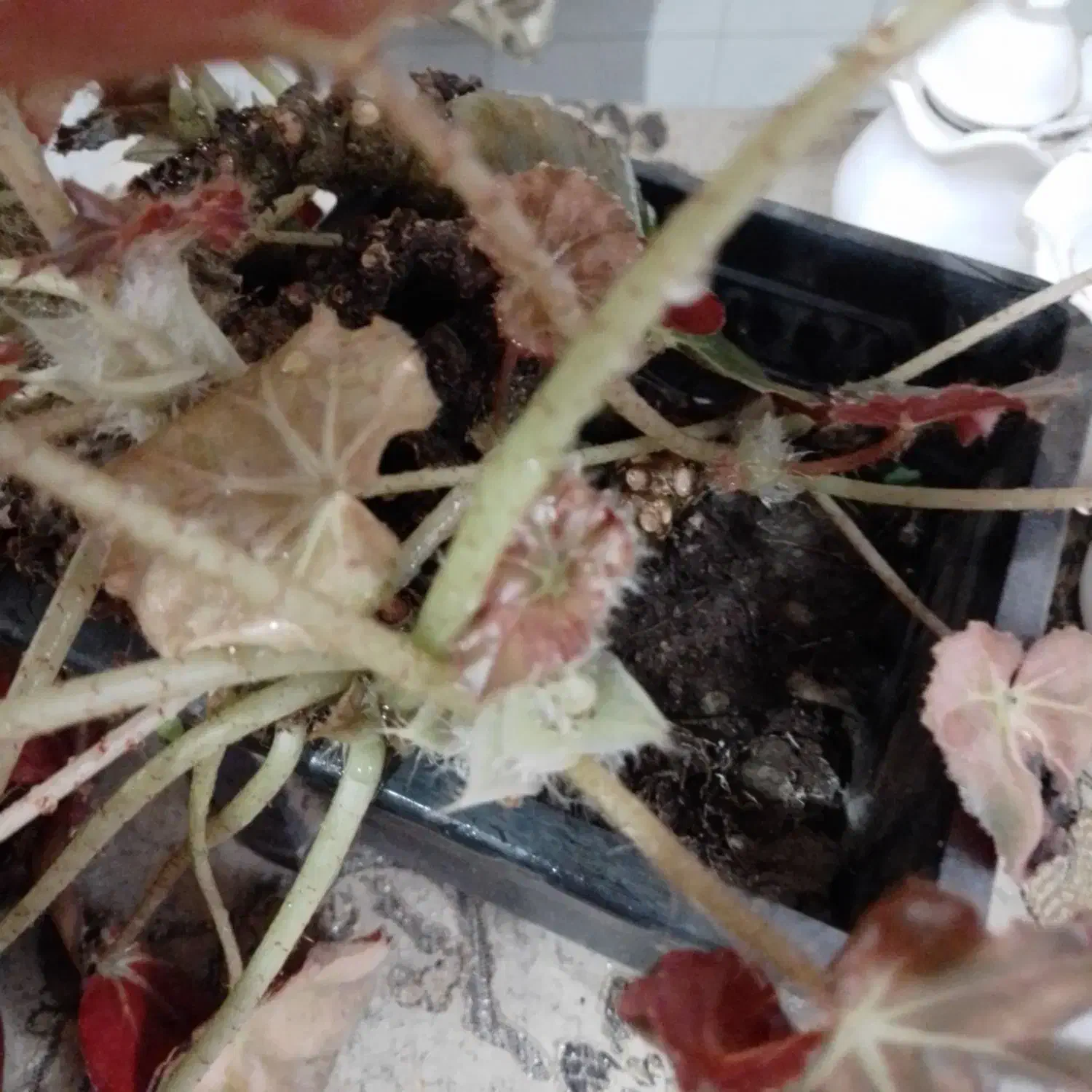 دوعددگل زیبابه همراه گلدان۲۵۰|گل و گیاه طبیعی|لنگرود, |دیوار