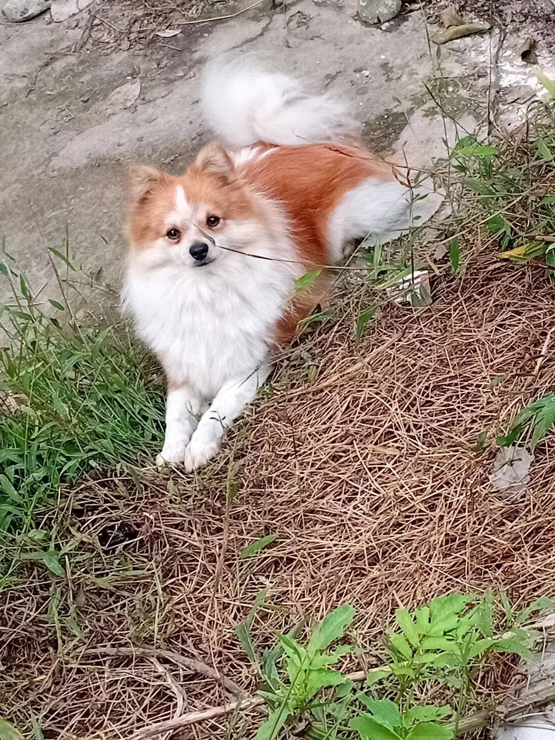 پامرانین|سگ|پره‌سر, |دیوار