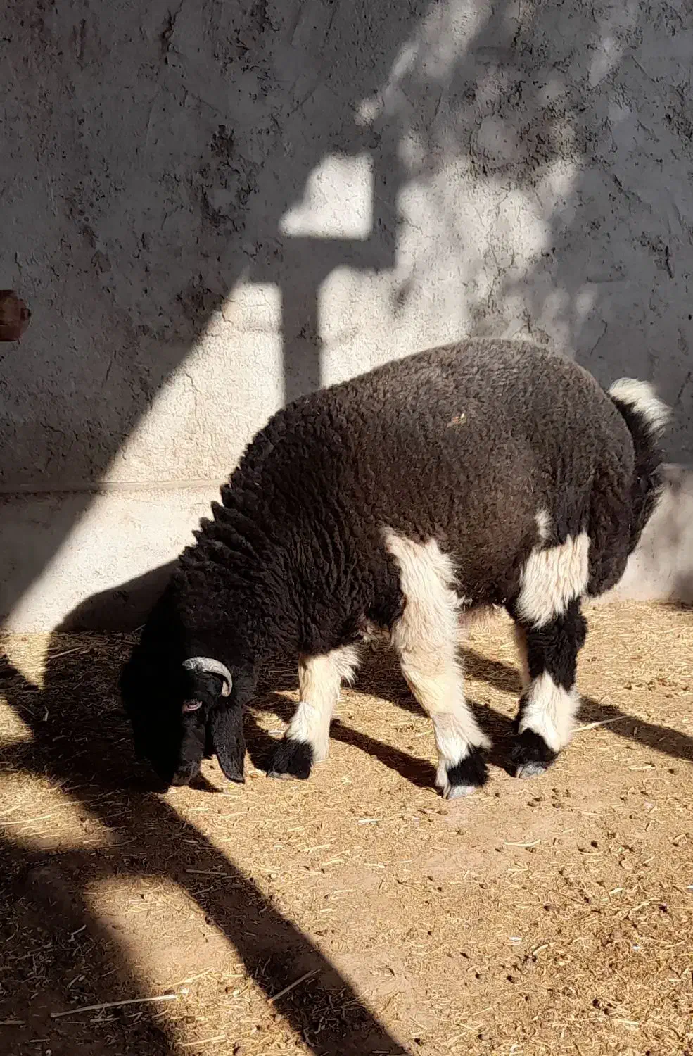 بره تخمی|حیوانات مزرعه|گتوند, |دیوار