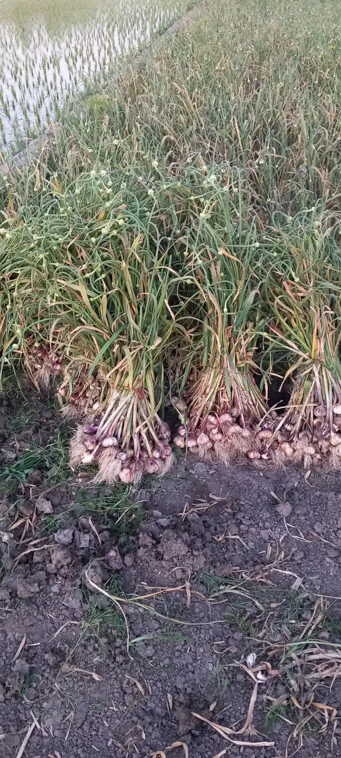 راهنمایی|فعالیت داوطلبانه تحقیقاتی|اصفهان, شاهزاده ابراهیم|دیوار