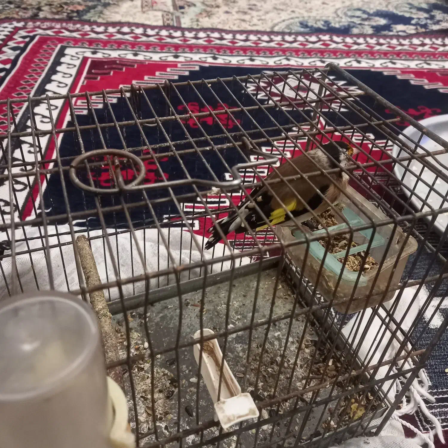 سهره‌گمشده|حیوانات|میانه, |دیوار