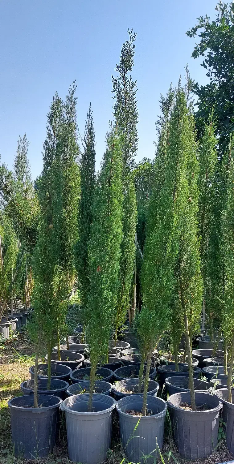 سرو شیراز|خدمات باغبانی و درختکاری|چابکسر, |دیوار