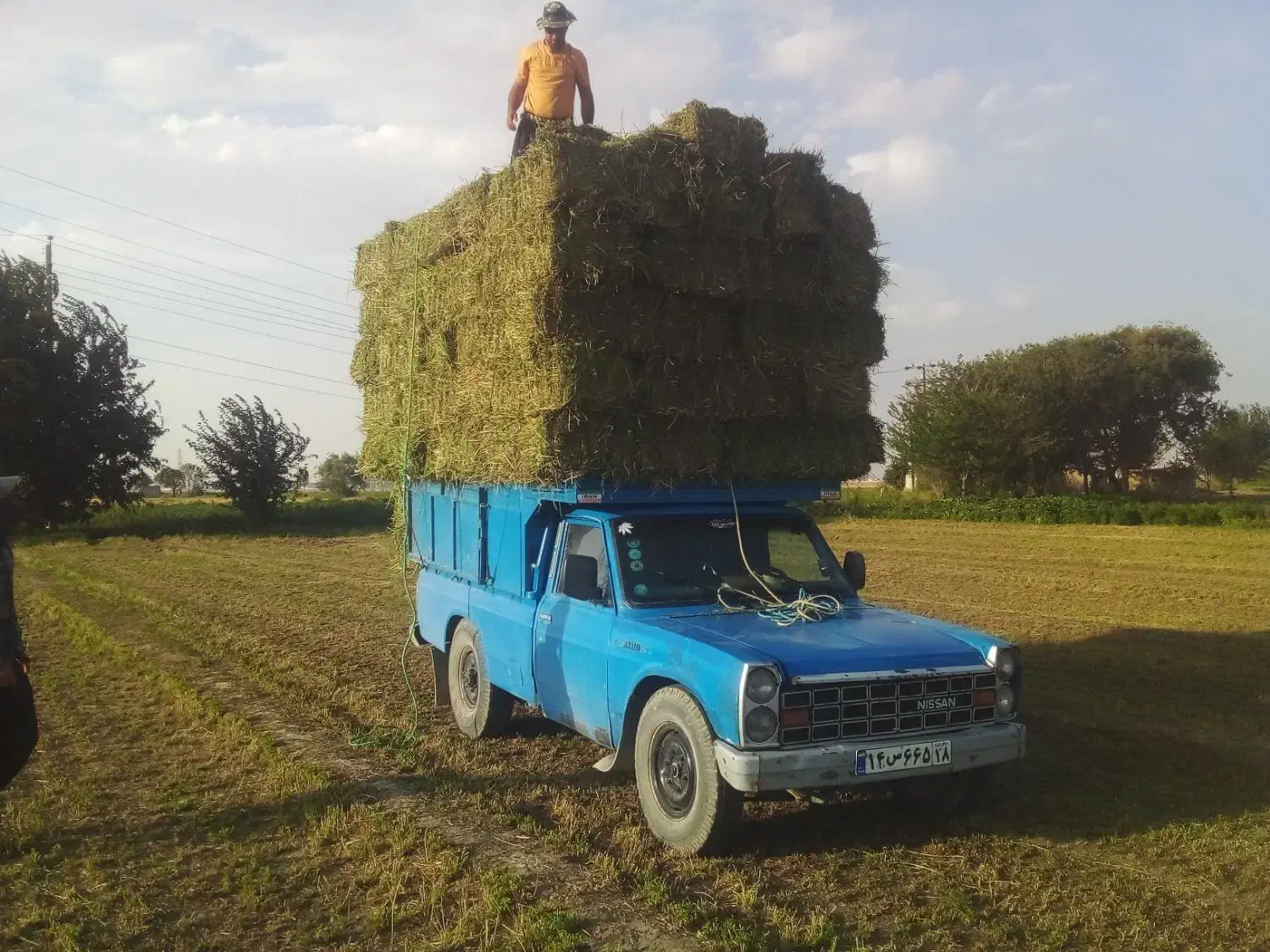 یونجه|عمده‌فروشی|فامنین, |دیوار