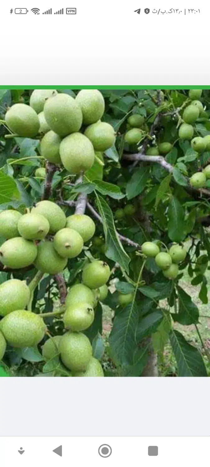 حرص کردن باغچه و درخت انگور|خدمات باغبانی و درختکاری|سبزوار, همت|دیوار