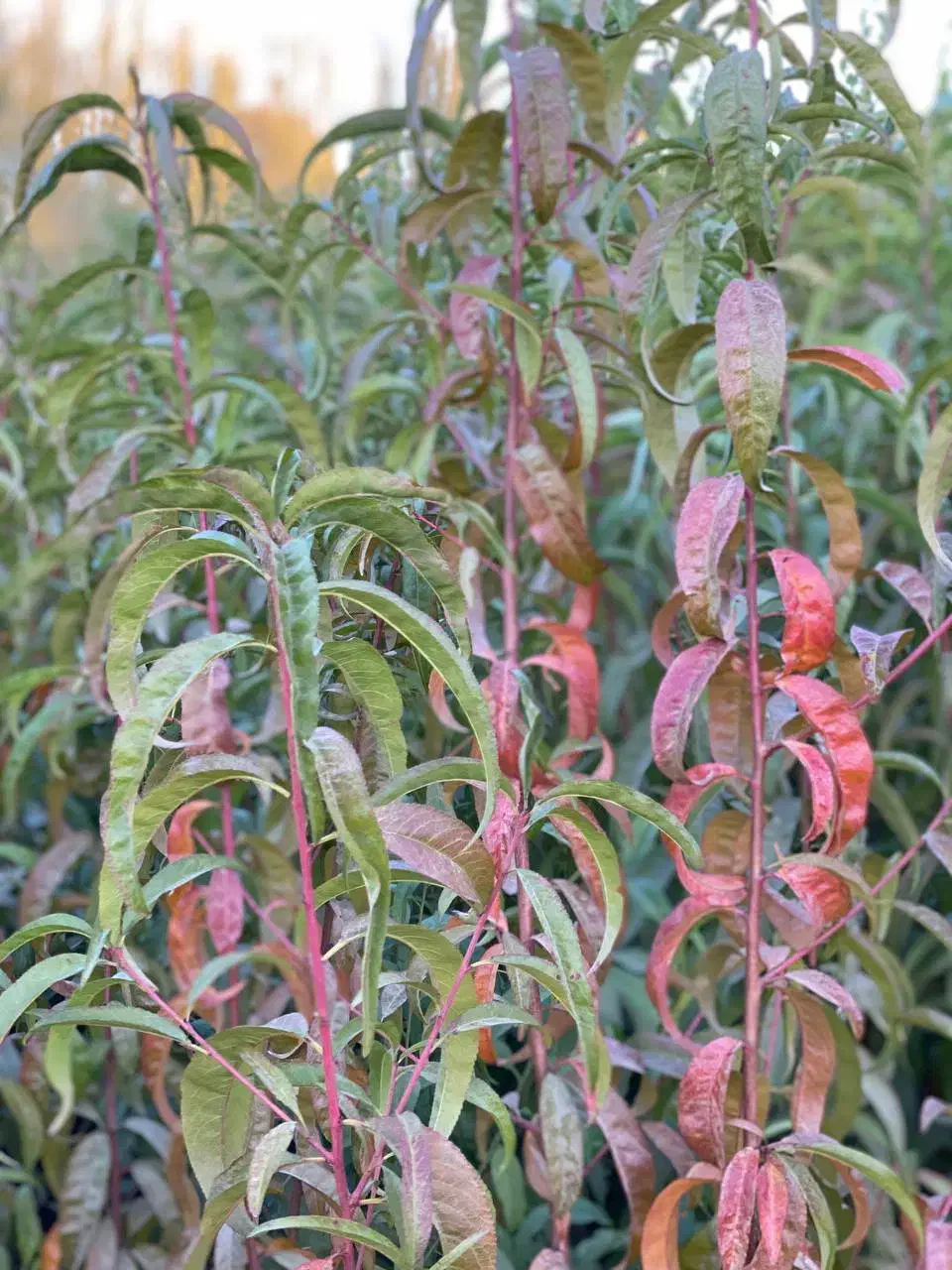 نهال با کیفیت اصلاح شده با ضمانت|خدمات باغبانی و درختکاری|اردبیل, |دیوار