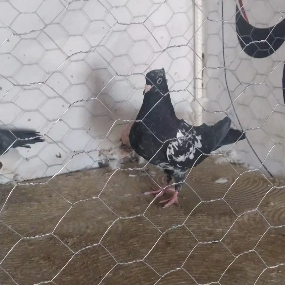 ۴عدد جوجه و نر سرسیا سینه سیا معاوضه با پلنگ|پرنده|زرند, |دیوار