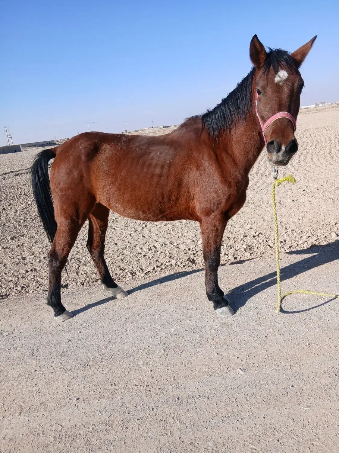 مادیون|اسب و تجهیزات اسب‌سواری|رودشت (اصفهان), |دیوار