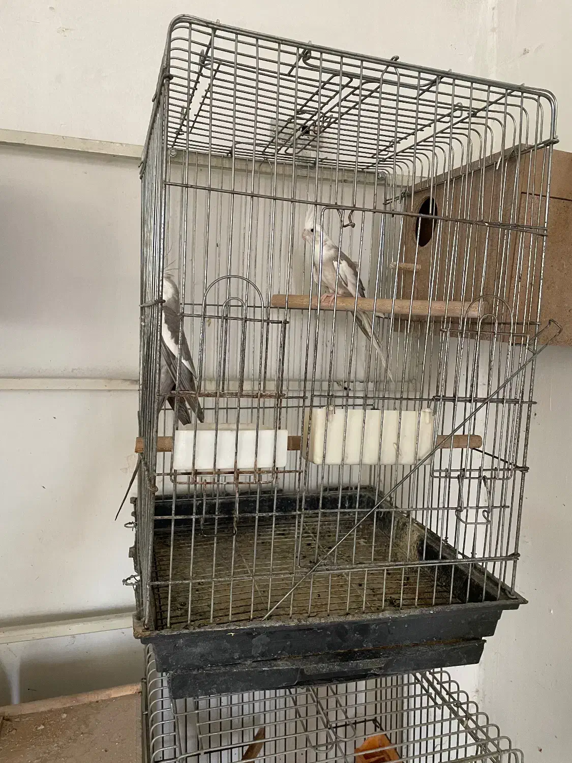 فروش گرینچیک|پرنده|هشتگرد, هشتگرد قدیم|دیوار