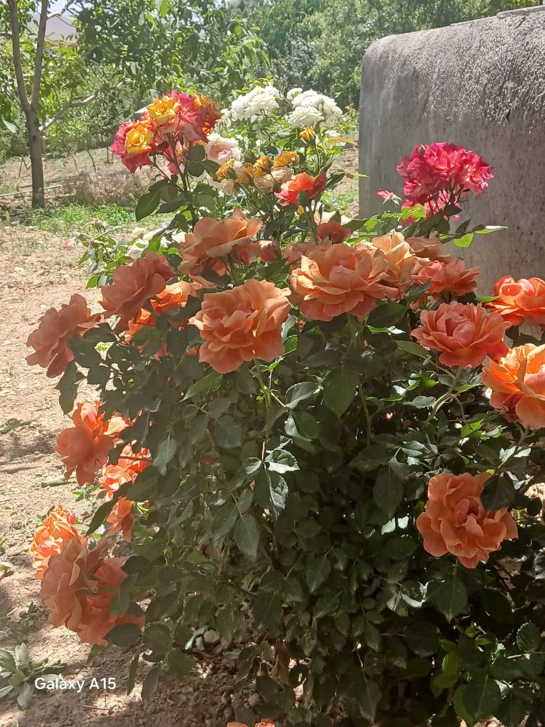 باغ و دامپروری|فروش دفتر صنعتی، کشاورزی، تجاری|سنندج, |دیوار