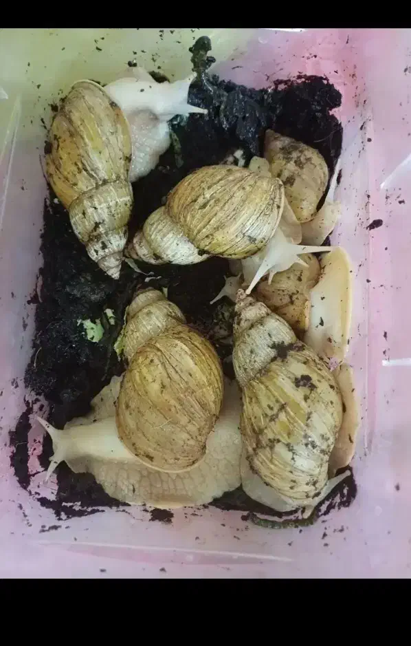 ح.لزون مول.د|خزنده|تهران, شکوفه|دیوار