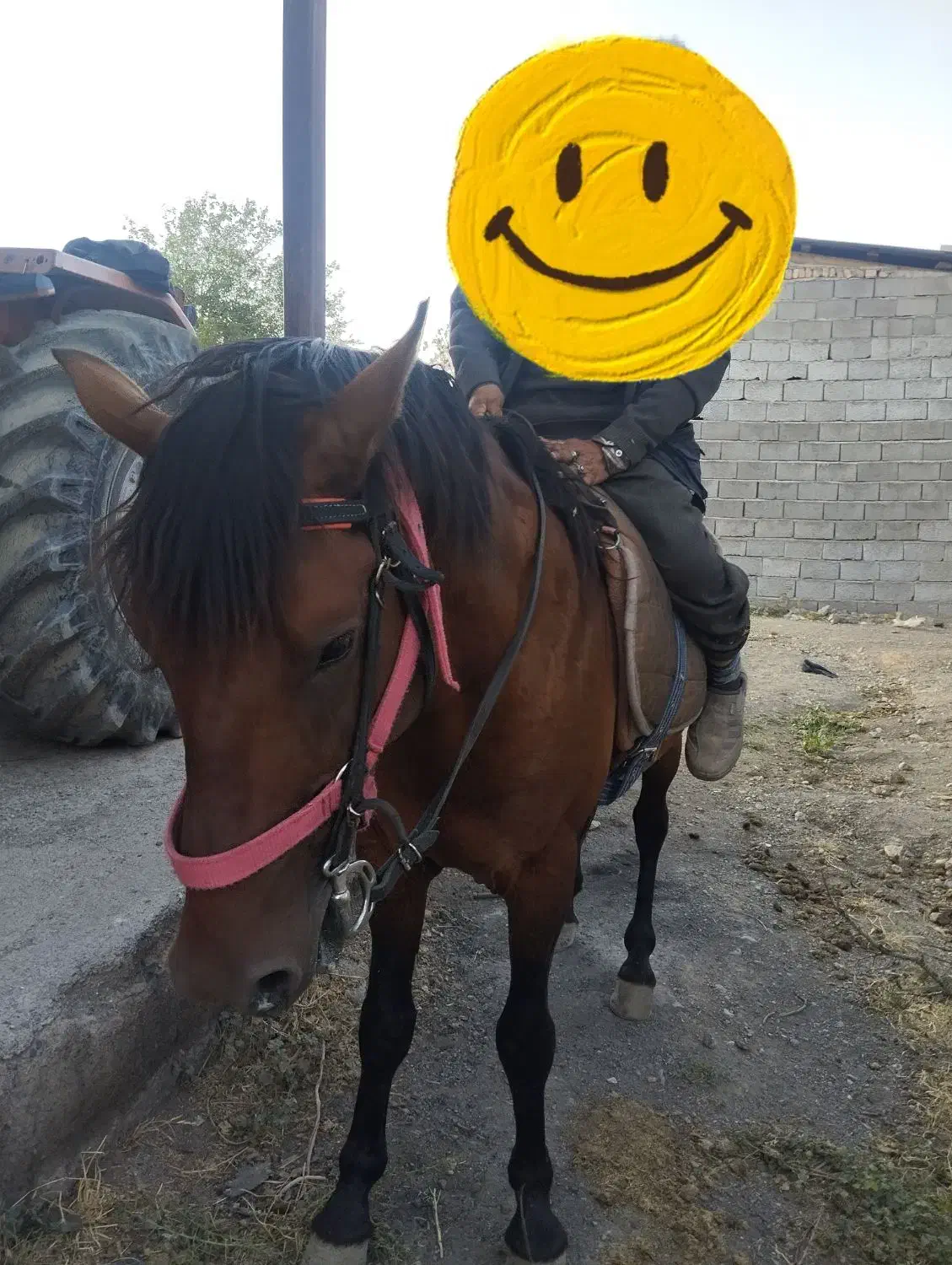 اسب نر جوان یورگا|اسب و تجهیزات اسبسواری|صوفیان, |دیوار