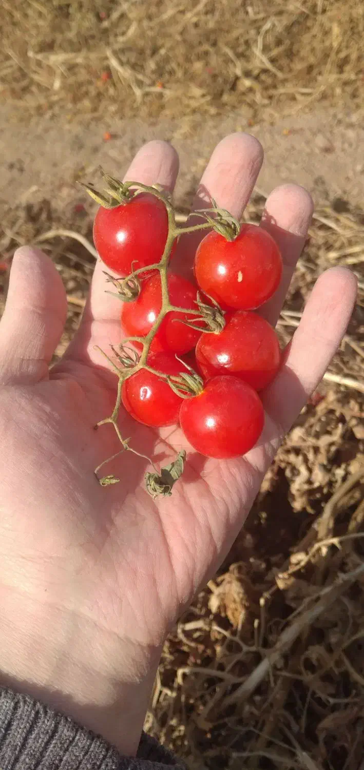 گوجه گیلاسی|خوردنی و آشامیدنی|تاکستان, |دیوار