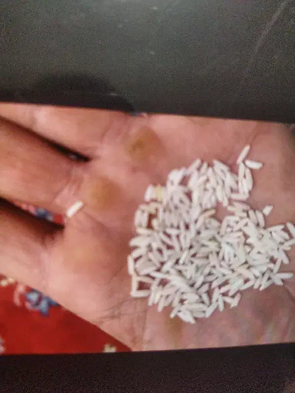 برنج|عمدهفروشی|دورود, |دیوار