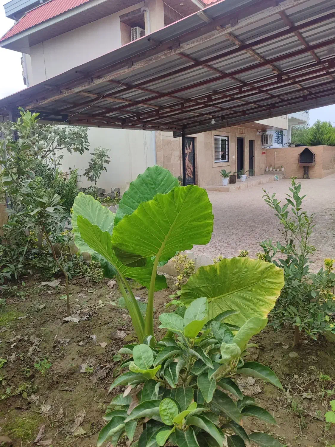 اجاره ویلا نوساز تکخواب تروتمیز|اجارهٔ کوتاهمدت ویلا و باغ|چالوس, |دیوار