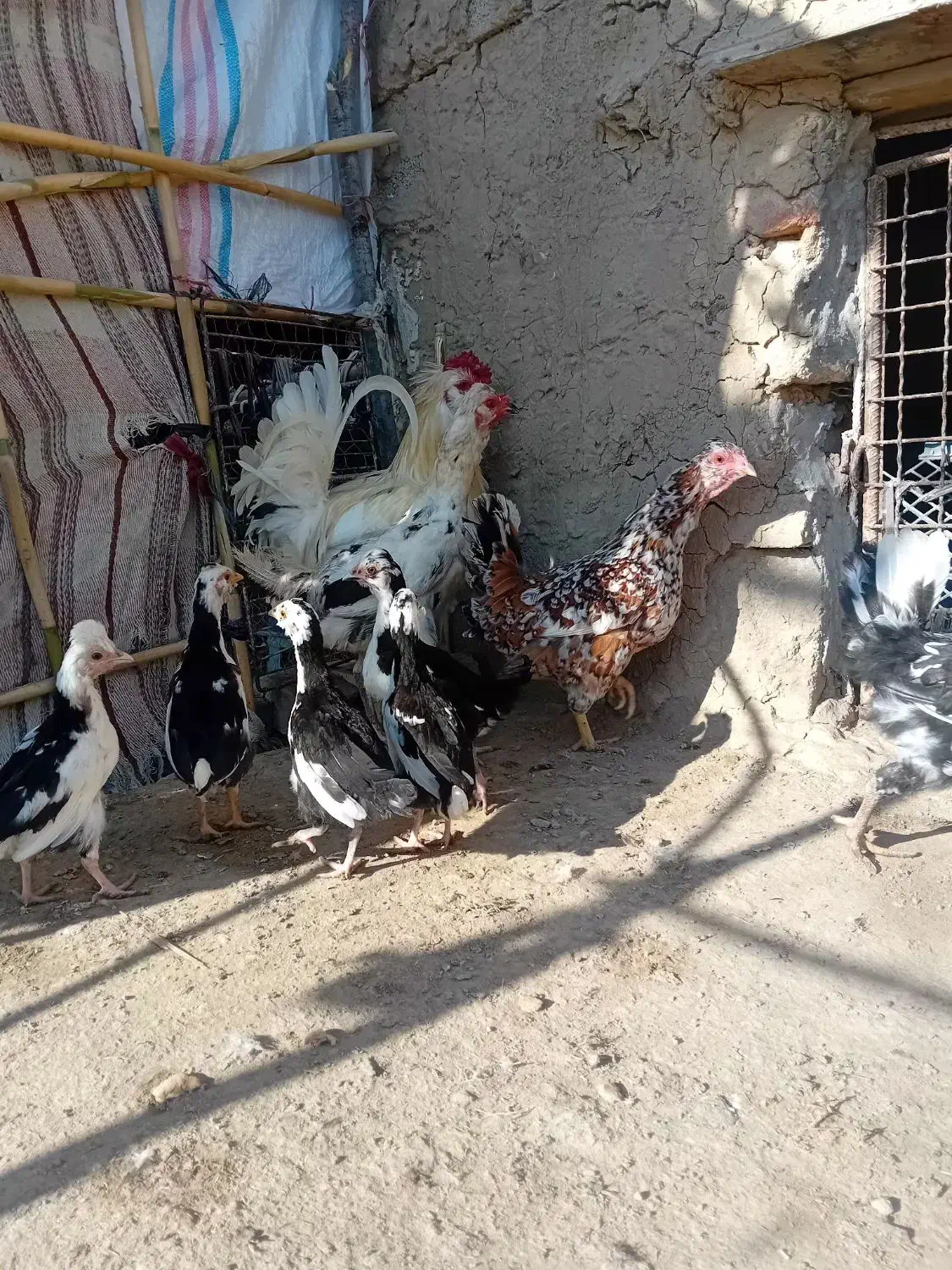 مرغ گلین وجوجه گلین نیمچه|حیوانات مزرعه|انبارآلوم, |دیوار