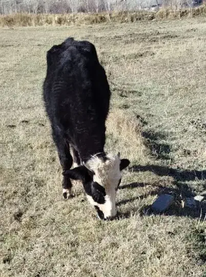 گوساله نر((دامازلیخ)) یک ساله|حیوانات مزرعه|اهر, |دیوار