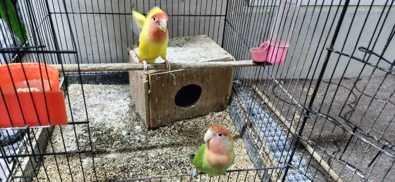 جفت کوتوله برزیلی|پرنده|بابلسر, |دیوار