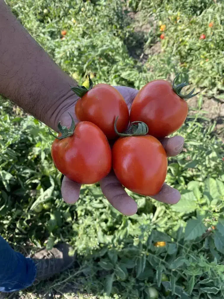 بذر گوجه فامور قیمت مناسب|حراج|میناب, |دیوار