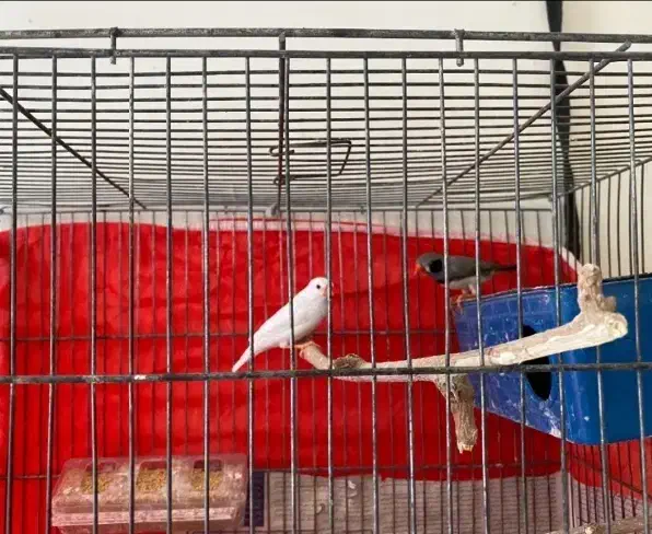 فنچ|پرنده|کرمان, |دیوار