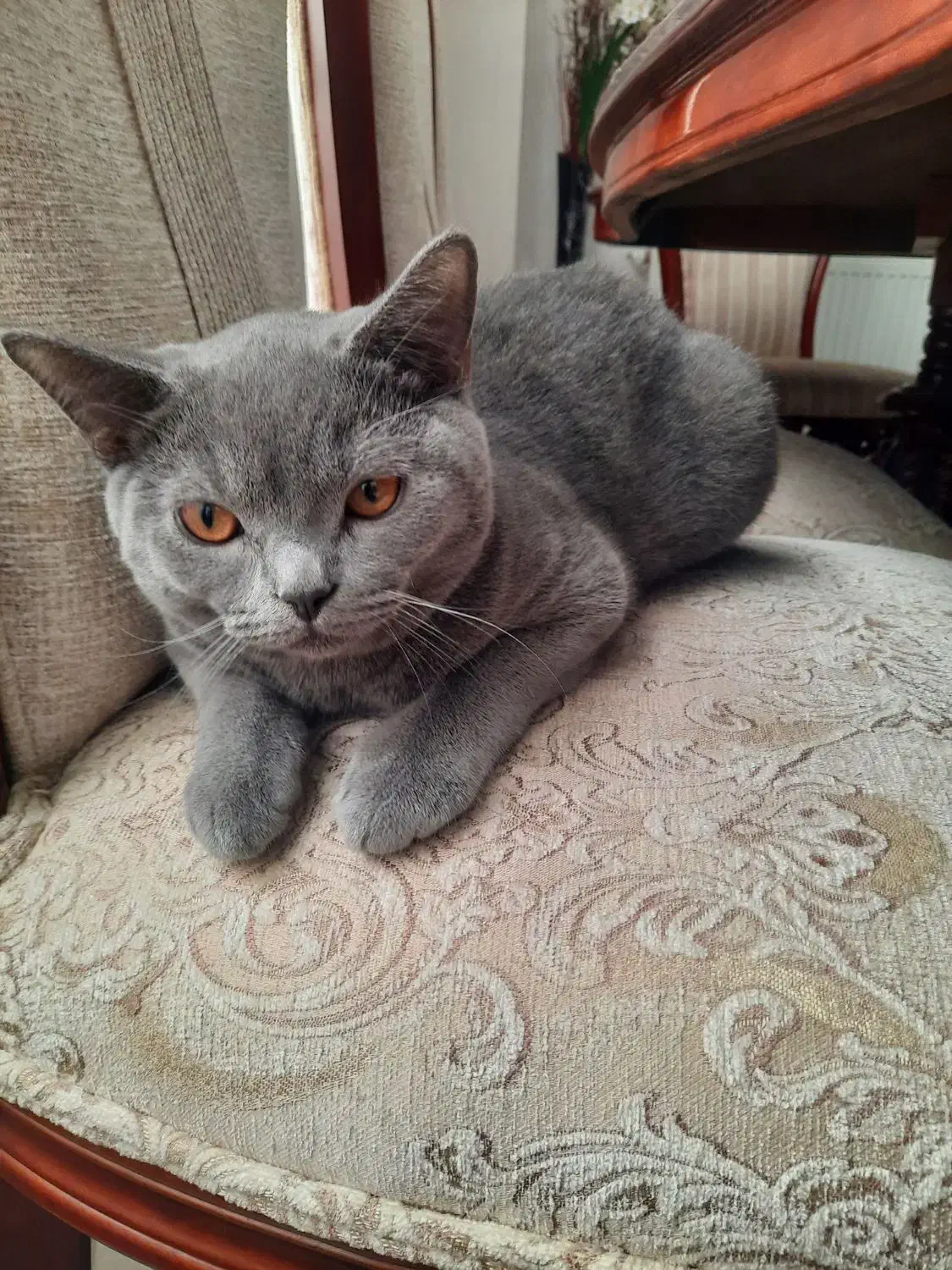 گربه بریتیش واسکاتیش|گربه|قزوین, |دیوار