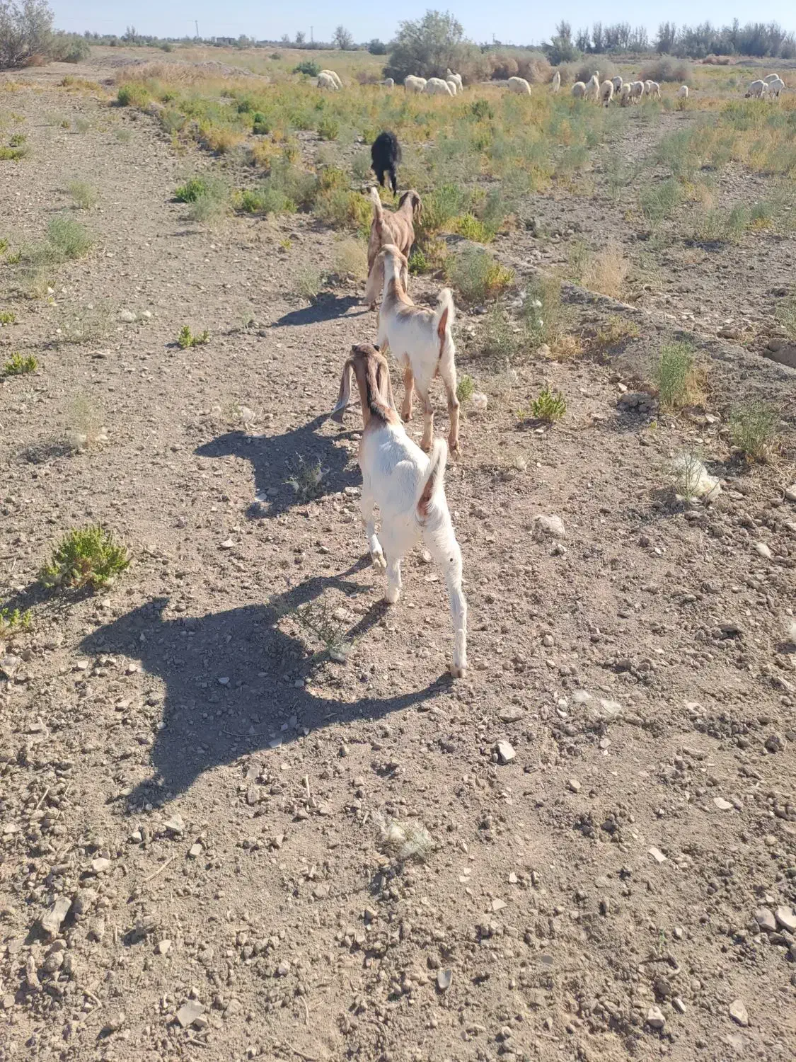 بزغاله فروشی|حیوانات مزرعه|هیرمند, |دیوار