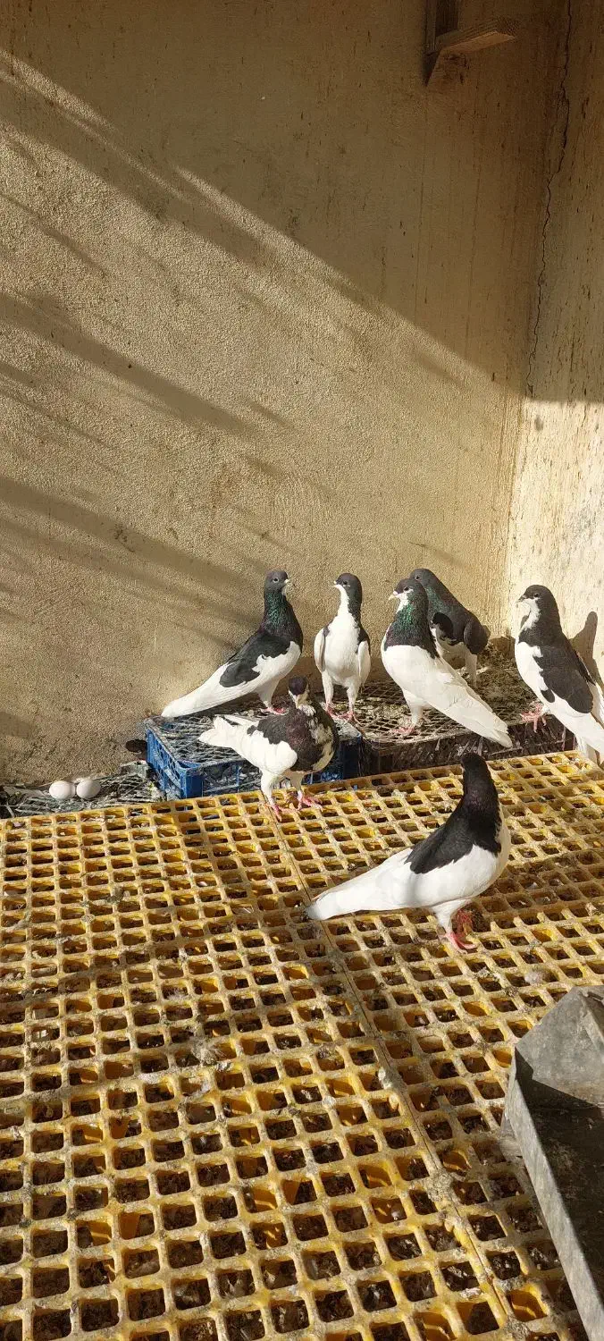 سلام چندبعدی شهری|پرنده|برازجان, |دیوار