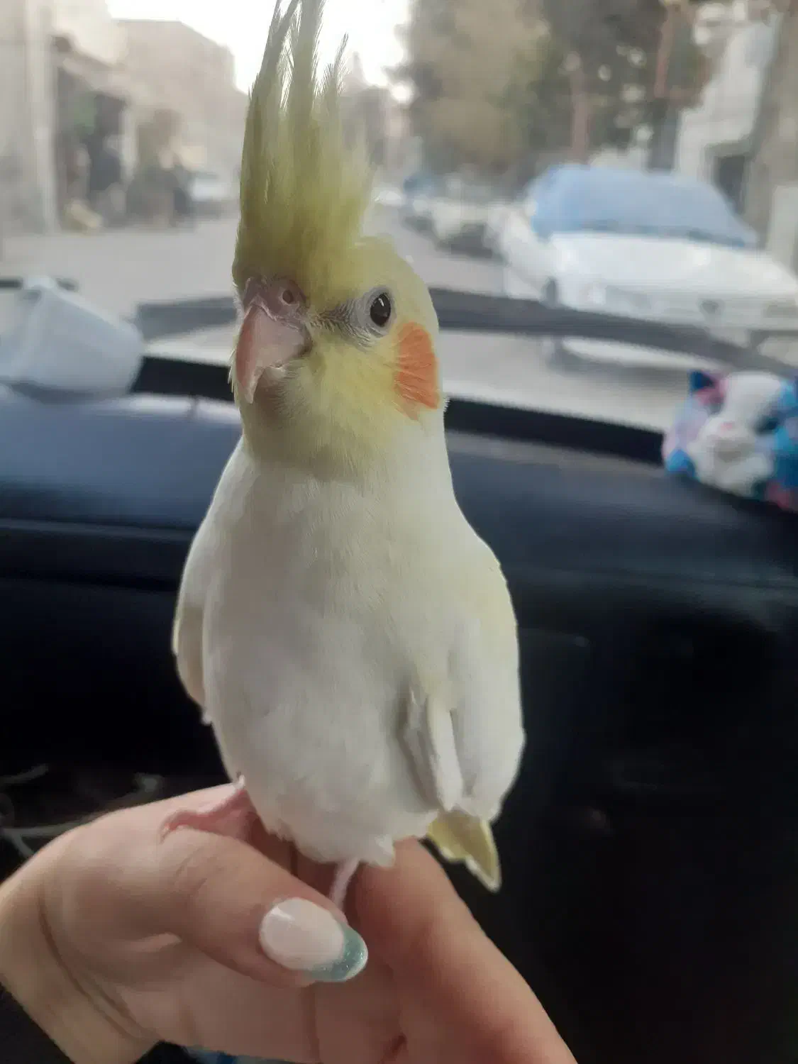 فروش عروس هلندی|پرنده|ری, علایین|دیوار