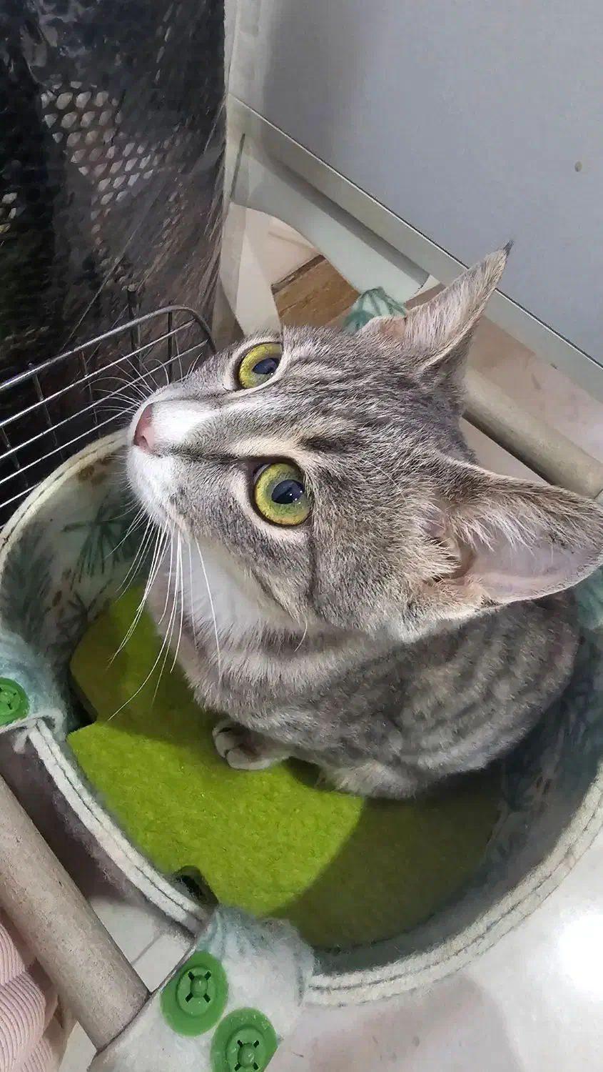 واگذاری گربه|گربه|بابل, |دیوار