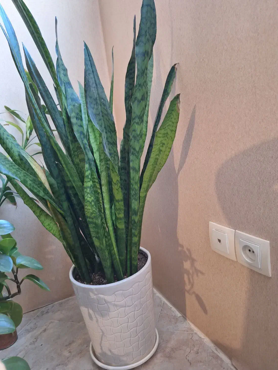 گل گیاه طبیعی|گل و گیاه طبیعی|اصفهان, سروستان|دیوار