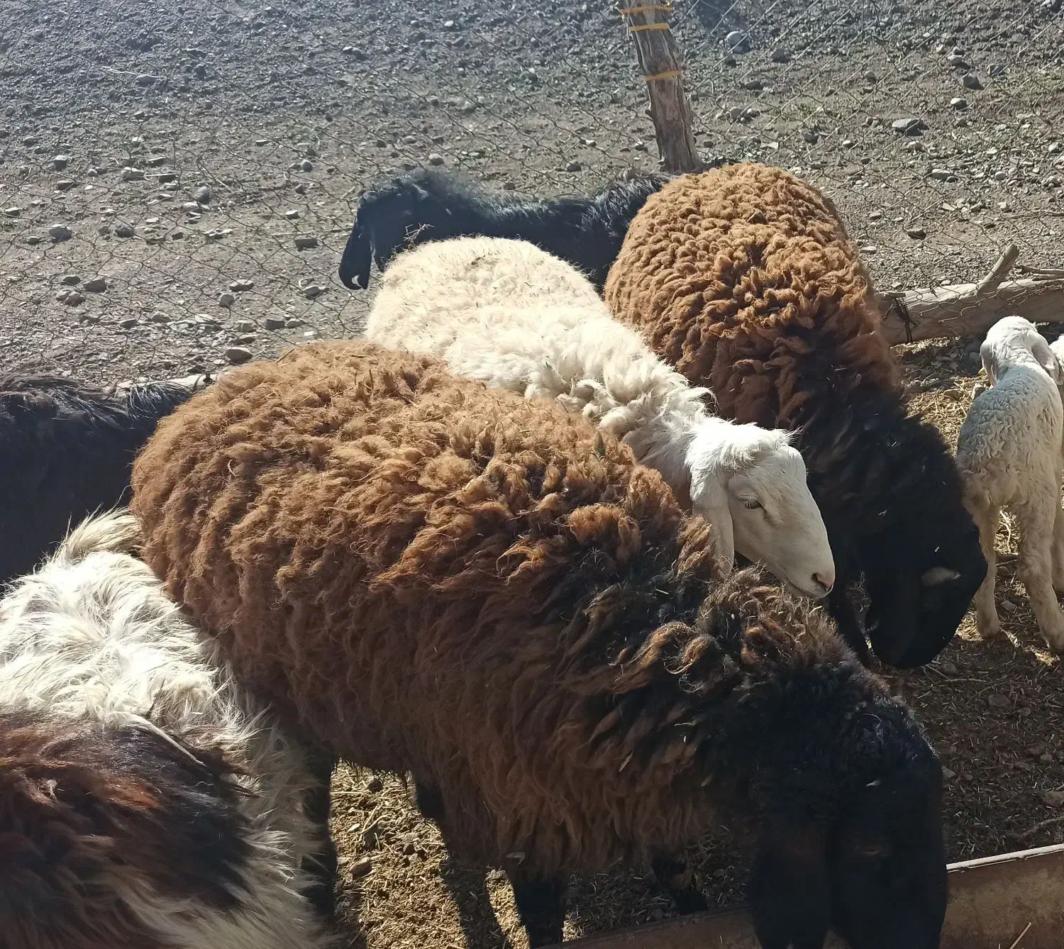 بره چاق|حیوانات مزرعه|زیرکوه, |دیوار