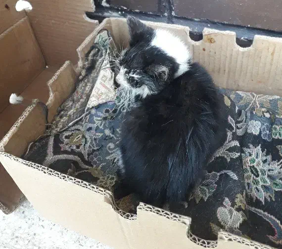 واگذاری بچه گربه نیاز به کمک|گربه|اصفهان, کوی امام|دیوار