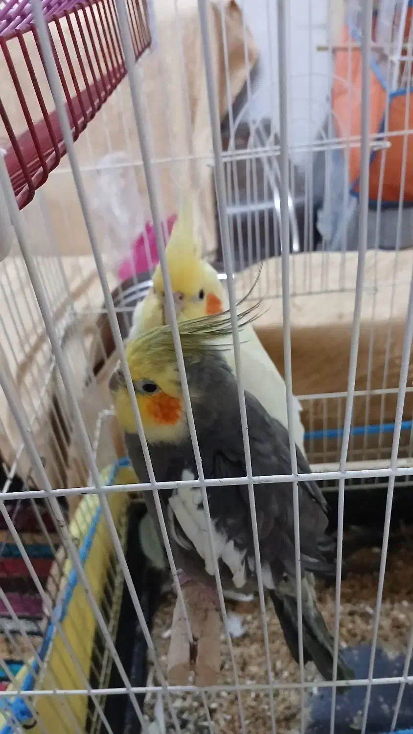 طوطی عروس،|پرنده|لاهیجان, کوی آزادگان|دیوار