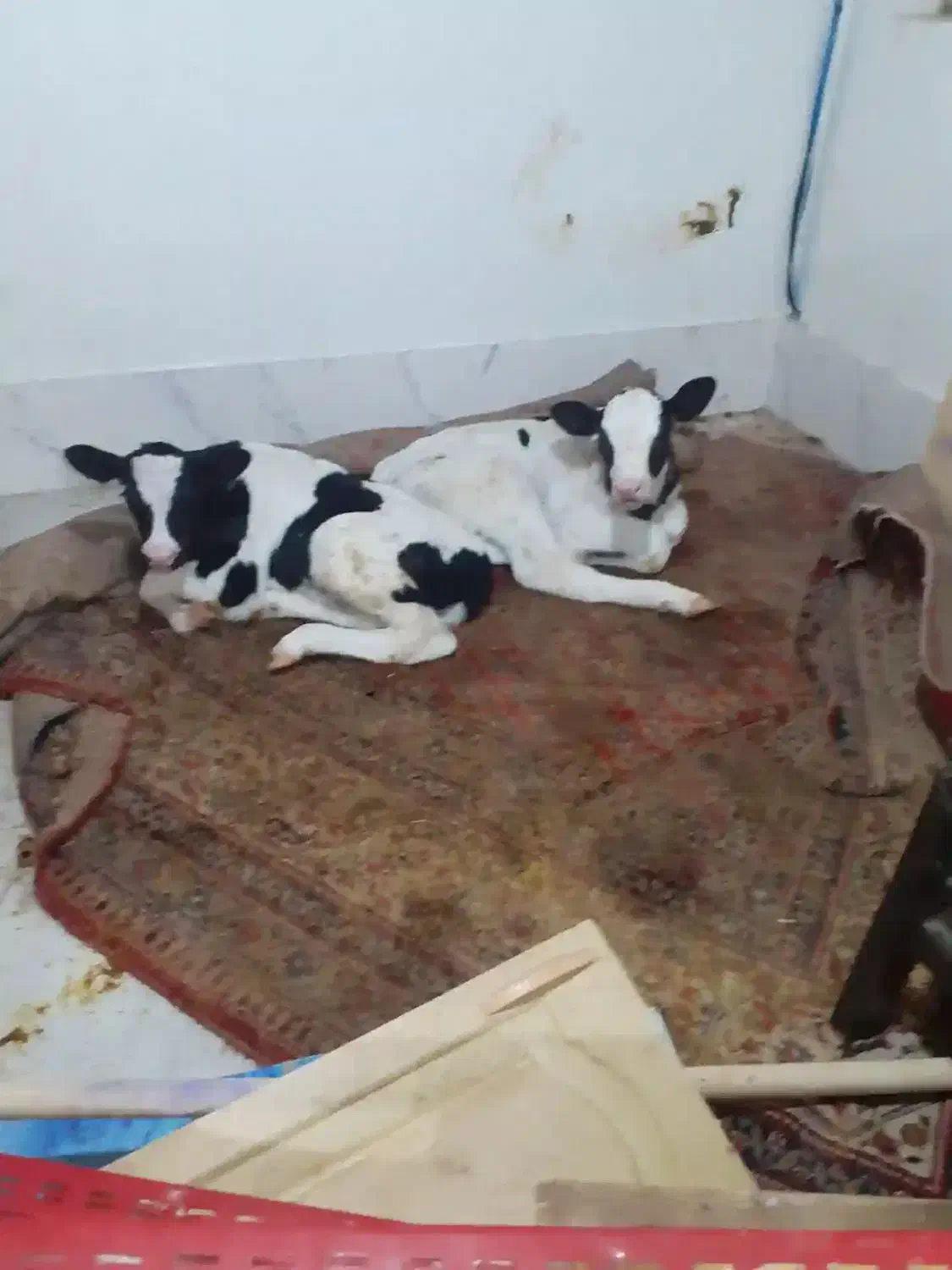 به یک کارگر جهت کار در گاوداری نیازمندیم|استخدام صنعتی، فنی، مهندسی|تربت جام, میان جام|دیوار