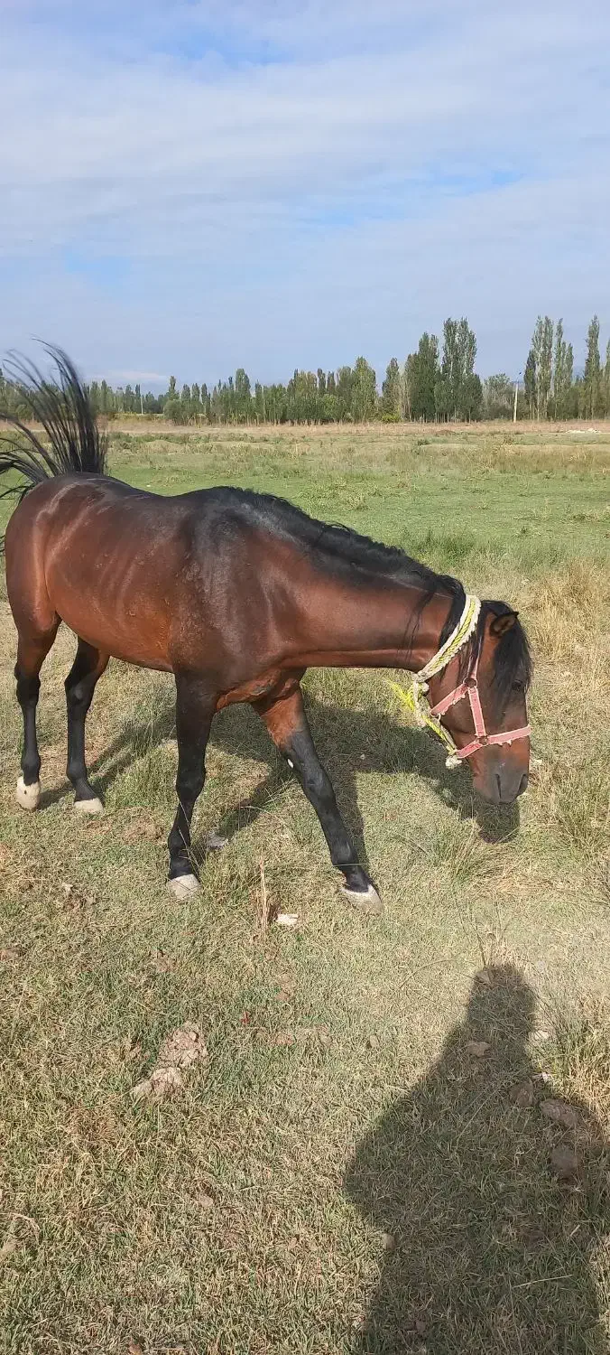 اسب نریان ۶ساله|اسب و تجهیزات اسب‌سواری|خوی, |دیوار