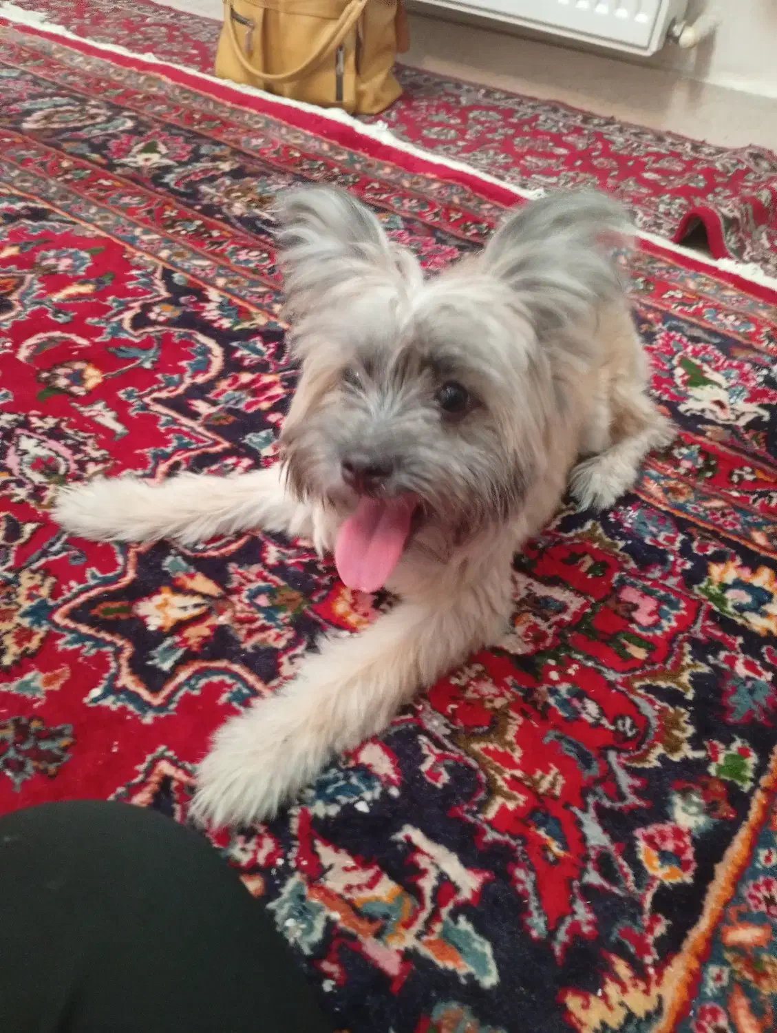 سگ تریر|سگ|کاشان, یزد‌آباد|دیوار