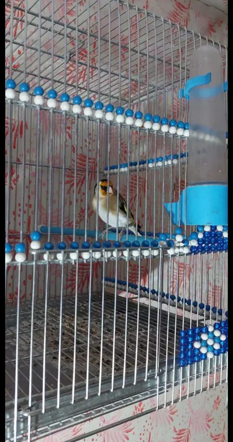 سهره مست جفتی|پرنده|تهران, سنائی|دیوار